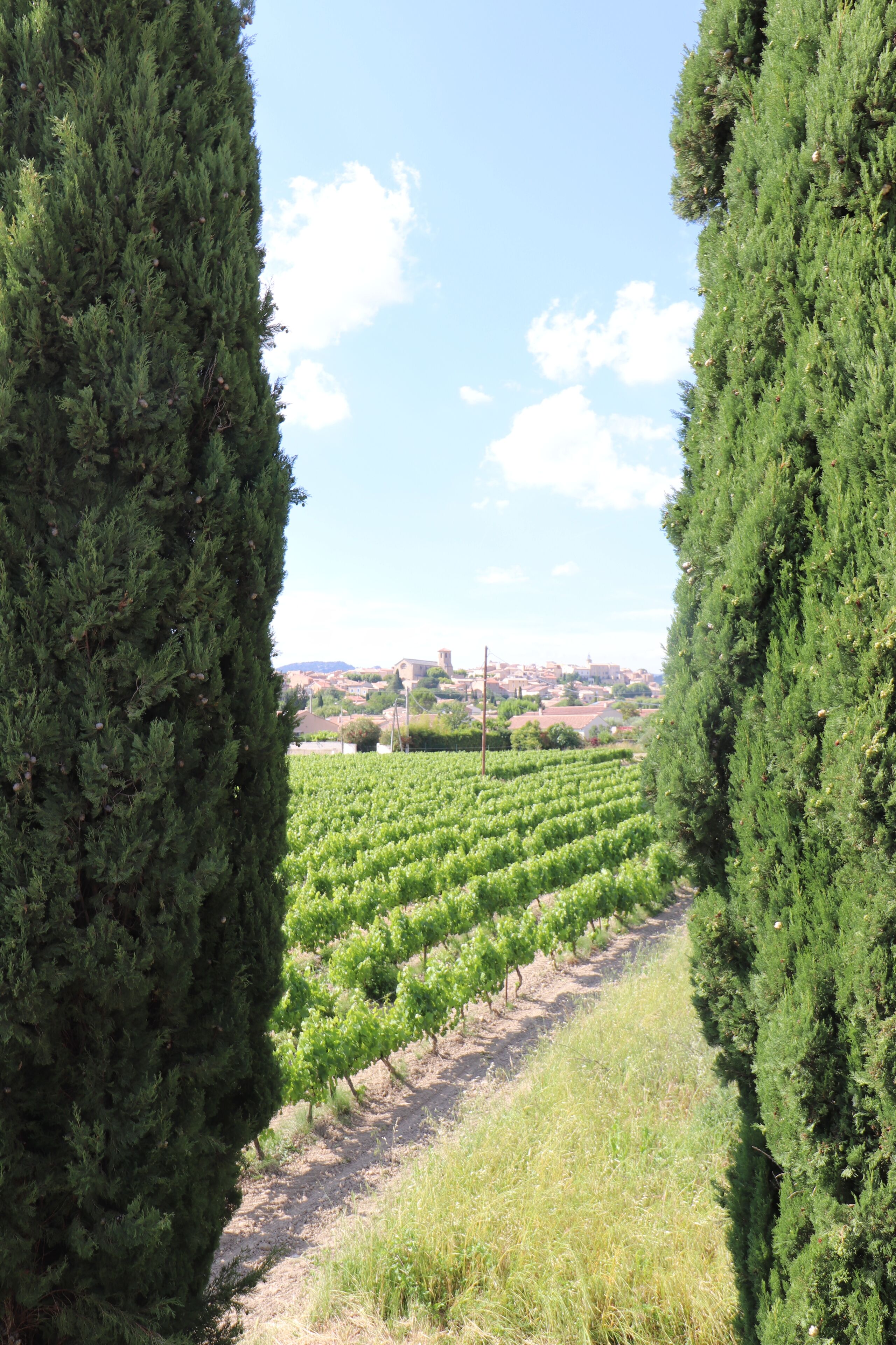 Viñedo con hileras de vides y una vista distante de un pueblo.