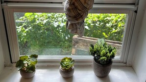 Una finestra amb cortina escocesa lligada en un nus, tres plantes en testos a la finestra i vistes a la verdura a l'exterior.