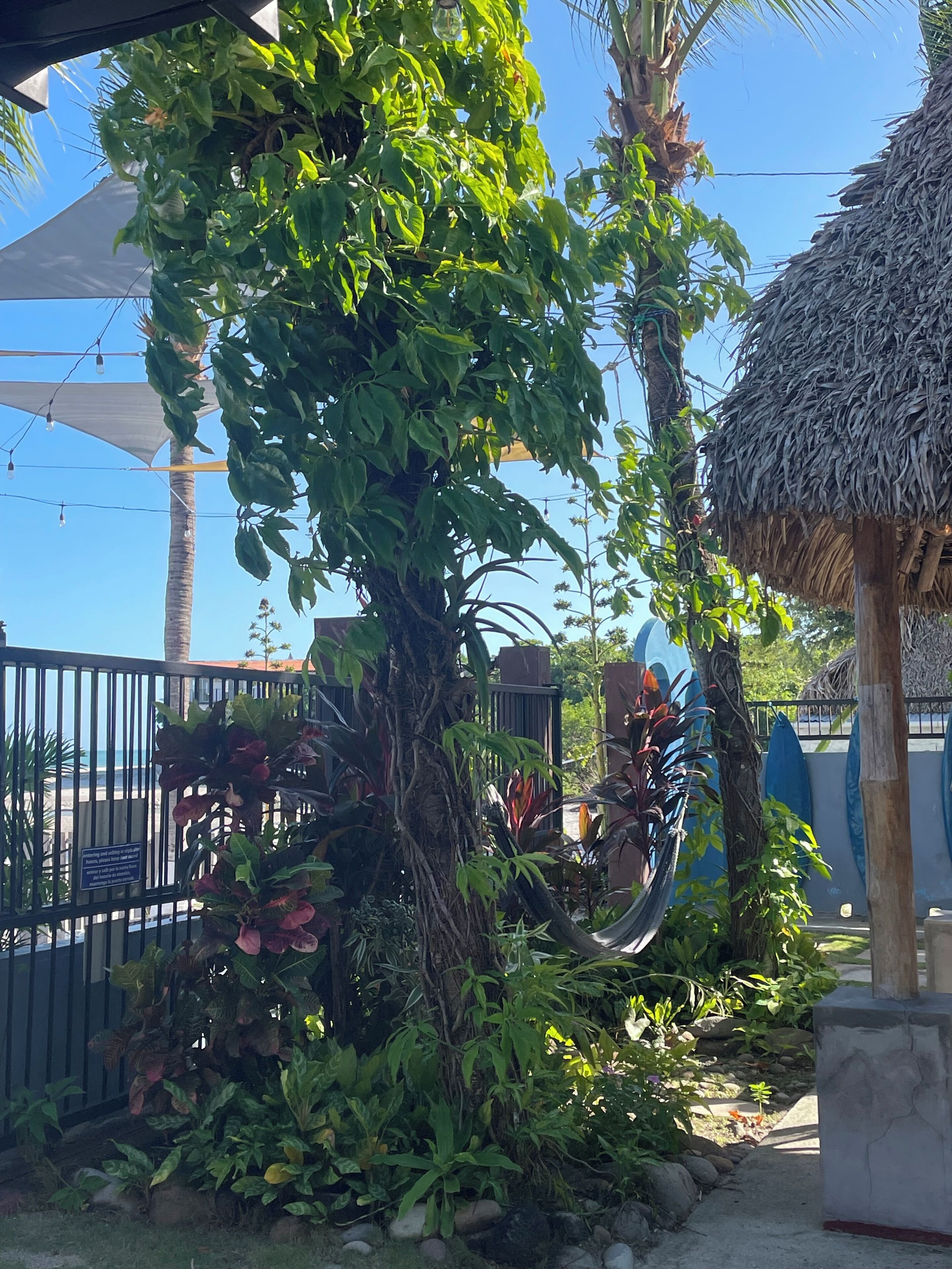 A tropical garden with a variety of plants, a thatched structure, and a metal fence.