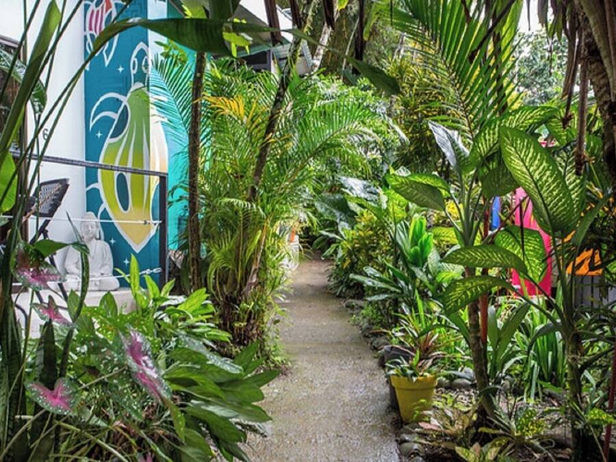 A narrow pathway surrounded by lush tropical plants, leading to a building with a colorful mural.