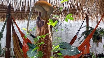 Premium Cabin, 1 Bedroom, Pool View, Poolside | Minibar, individually decorated, individually furnished