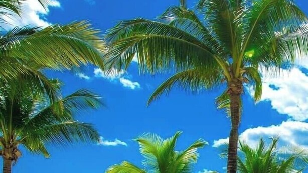 Una playa con palmeras y un cielo azul despejado.