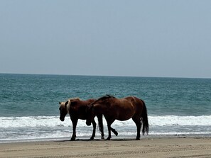 Two horses on a beach with the ocean in the background. - Wild Horses, Wilder Views: Stunning Carova Canal Front Home (Corolla)
