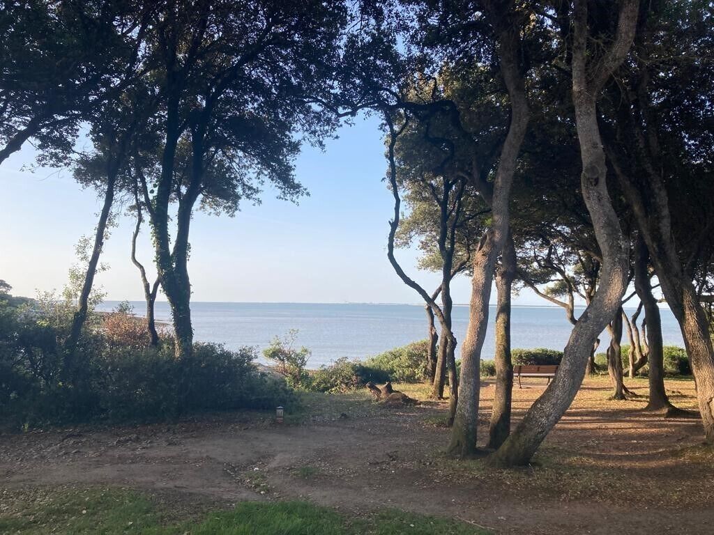 A park with trees and a view of the sea.