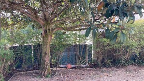 Ein Baum mit einem dicken Stamm und dichtem Blätterwerk in einem Garten.