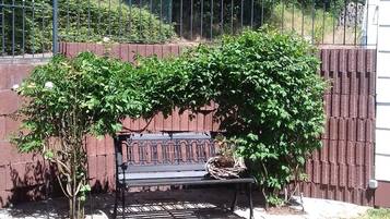 Un banc sous un arbre, un mur de briques et une zone herbeuse avec un petit étang.