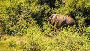 Unclassified image, 2 of 17, button - Anabas Mount Kenya Lodge (Igoji)