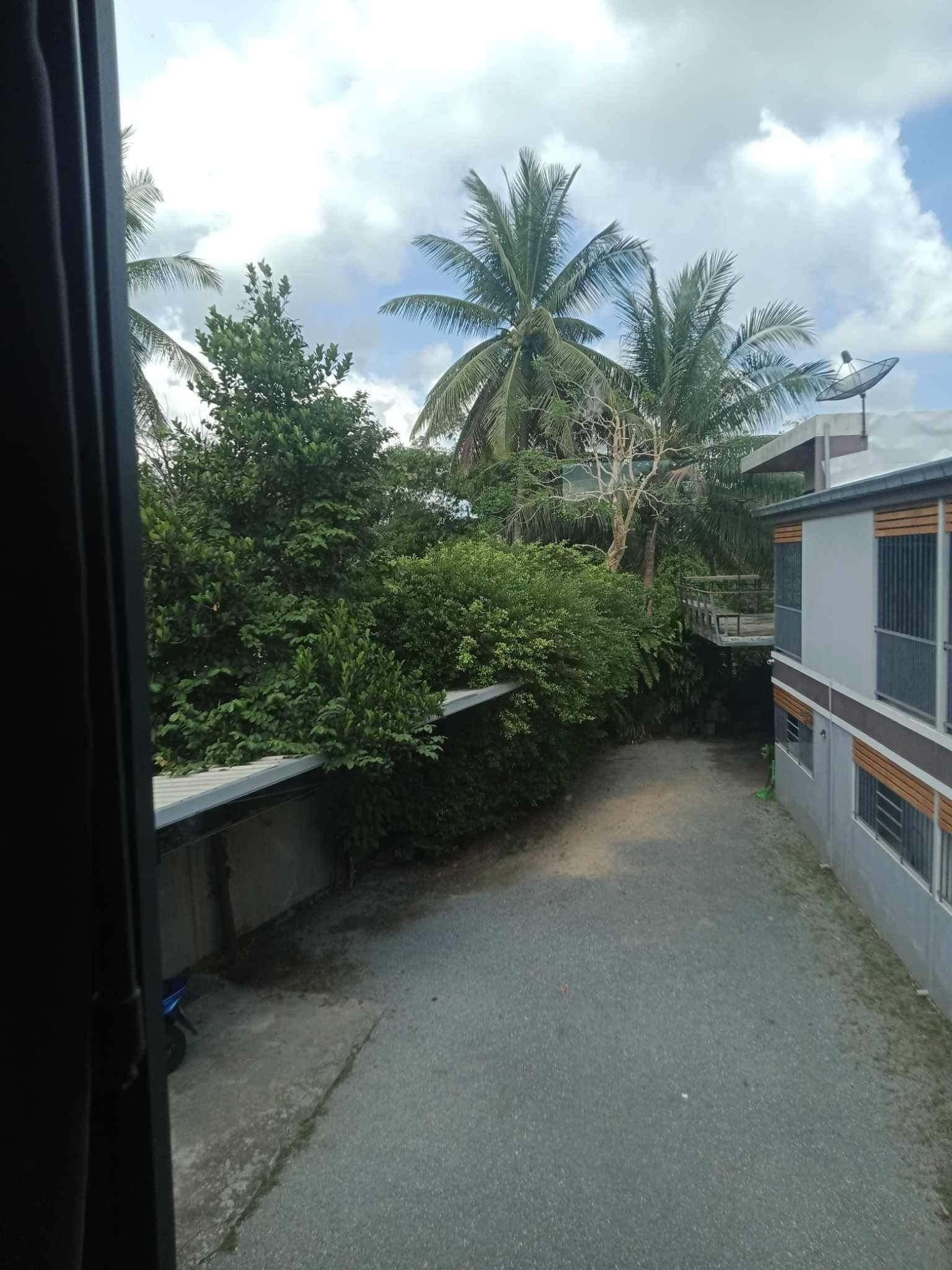 A narrow alleyway with dense foliage and a palm tree, leading to a building with a satellite dish.