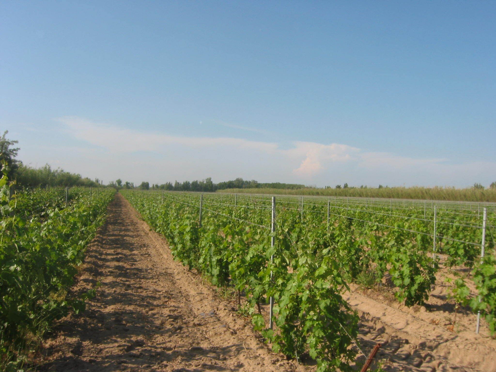 Viñedo con hileras de vides y un camino de tierra.