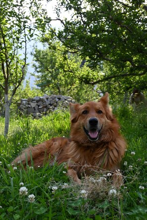 Pet-friendly - Cascade Mountain Retreat Manali (Manali)