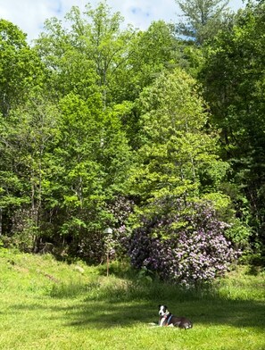 Property grounds - Stone's Throw Farmhouse, Asheville! Dogs welcome! (Asheville)