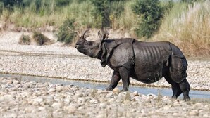A rhinoceros walking on a rocky terrain with sparse vegetation in the background.