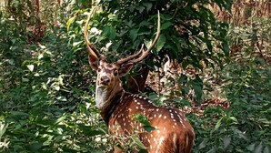 A deer in a natural setting with dense foliage.