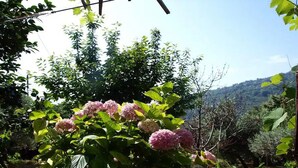 En trädgård med hortensia-buskar och en bergig bakgrund.