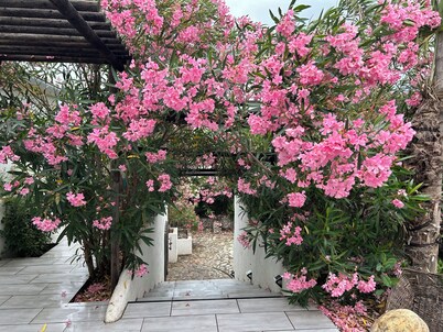 Le palmier 4 * Studio Cocooning with exterior and swimming pool.  Pets allowed