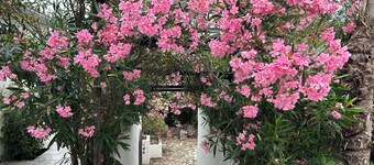 Le palmier 4 * Studio Cocooning with exterior and swimming pool. Pets allowed