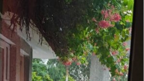 A view of a green gate and a tree with pink flowers, leading to a building with a tiled entrance. - Hotel Aryavart (Meerut)