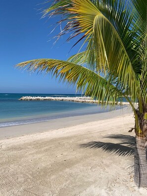 Una playa con agua azul cristalina y una palmera.