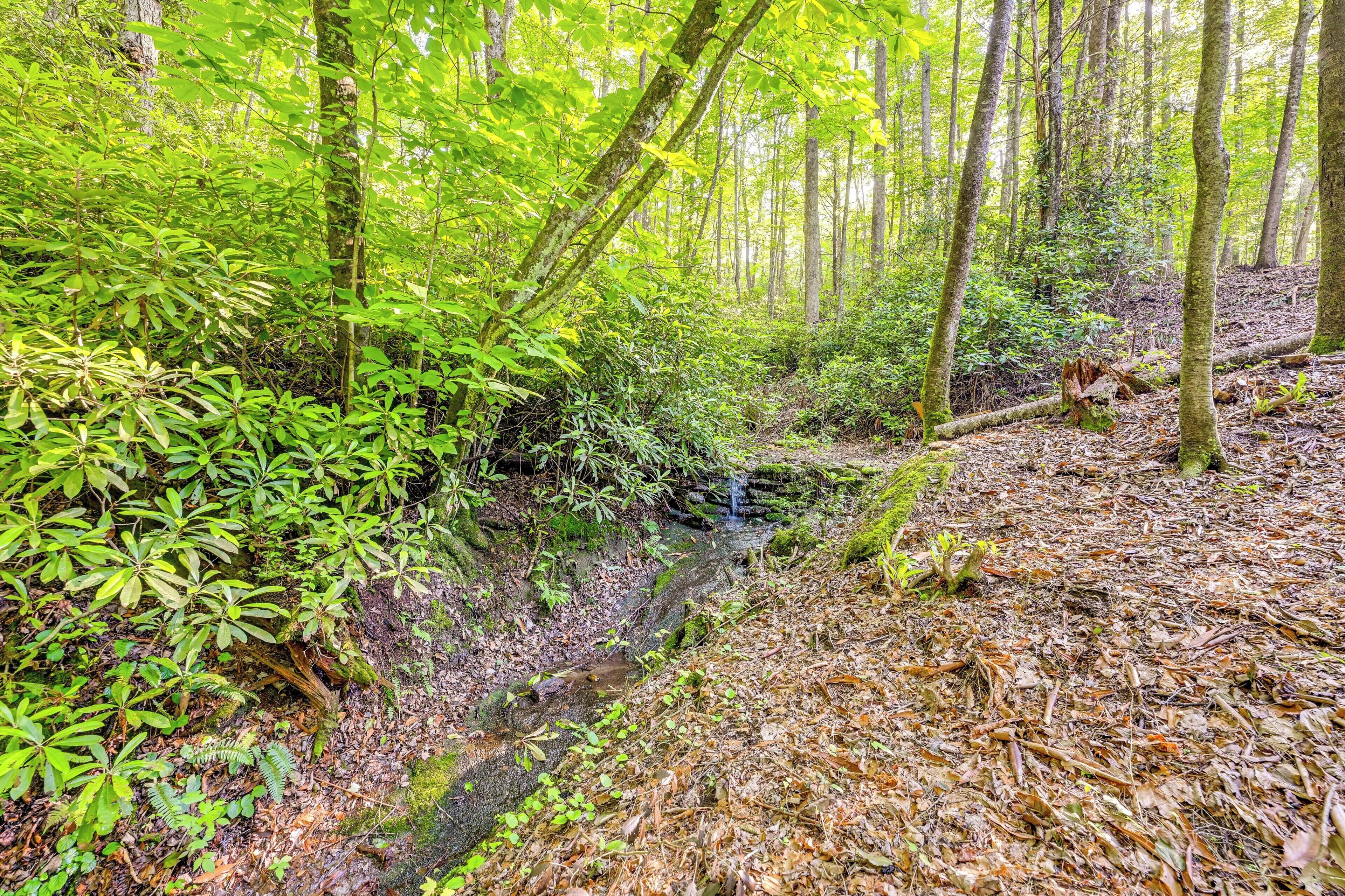 Une zone boisée avec un petit ruisseau, un feuillage dense et un arbre abattu.