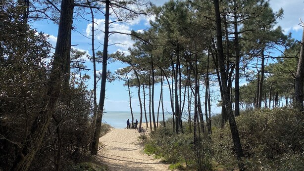 Ein sandiger Pfad führt zu einem Strand, begleitet von hohen Kiefern auf beiden Seiten.