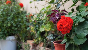 Potted geraniums in various colors, arranged on a stone ledge against a wall. - Modern & Sunny apartment with Garden View in the heart of the city center NYX 1 (Tripoli)