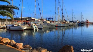 A marina with multiple sailboats docked, a clear sky, and a palm tree in the foreground.