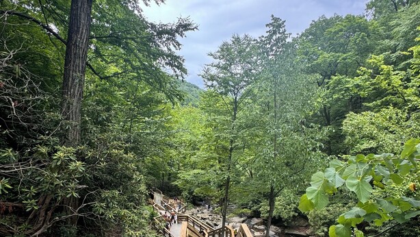 A wooden staircase leading into a forested area with a view of the sky above. - Nordic Eco House - Black Mountain (Black Mountain)