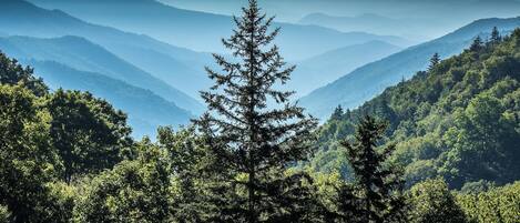 A mountainous landscape with dense forest and a prominent evergreen tree in the foreground.
