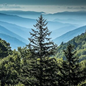 Paisagem montanhosa com uma árvore sempre verde em primeiro plano e uma cadeia de montanhas ao fundo.
