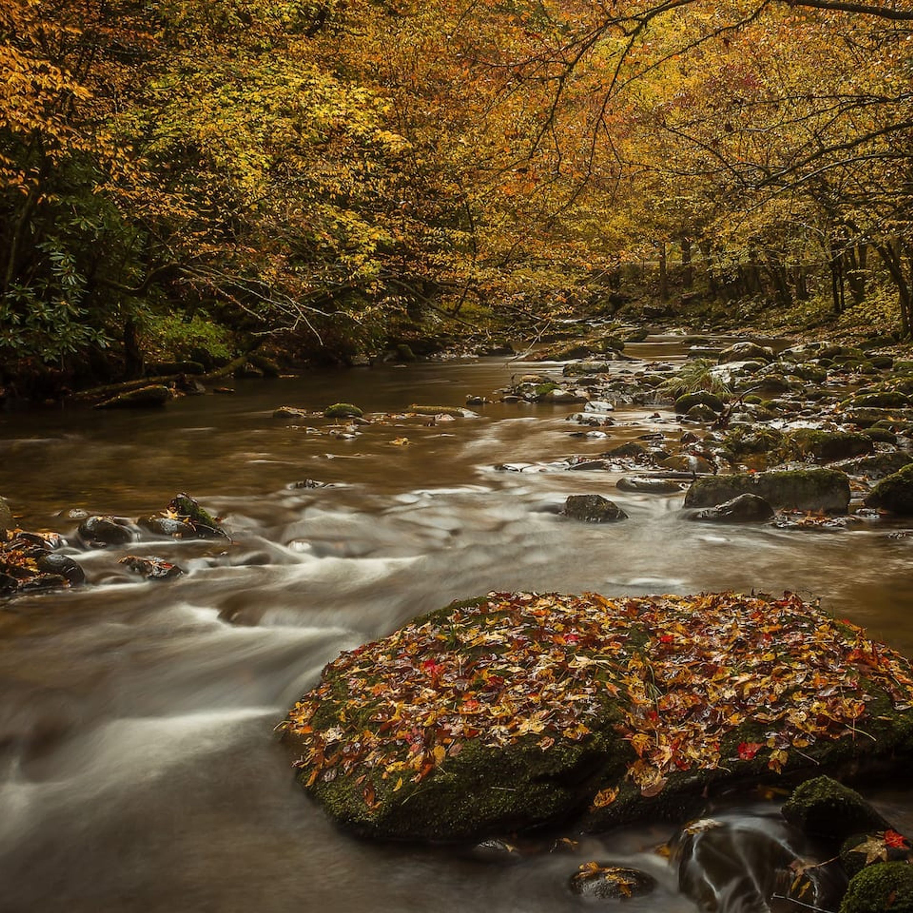 A river flowing through a forest with autumn leaves on rocks.