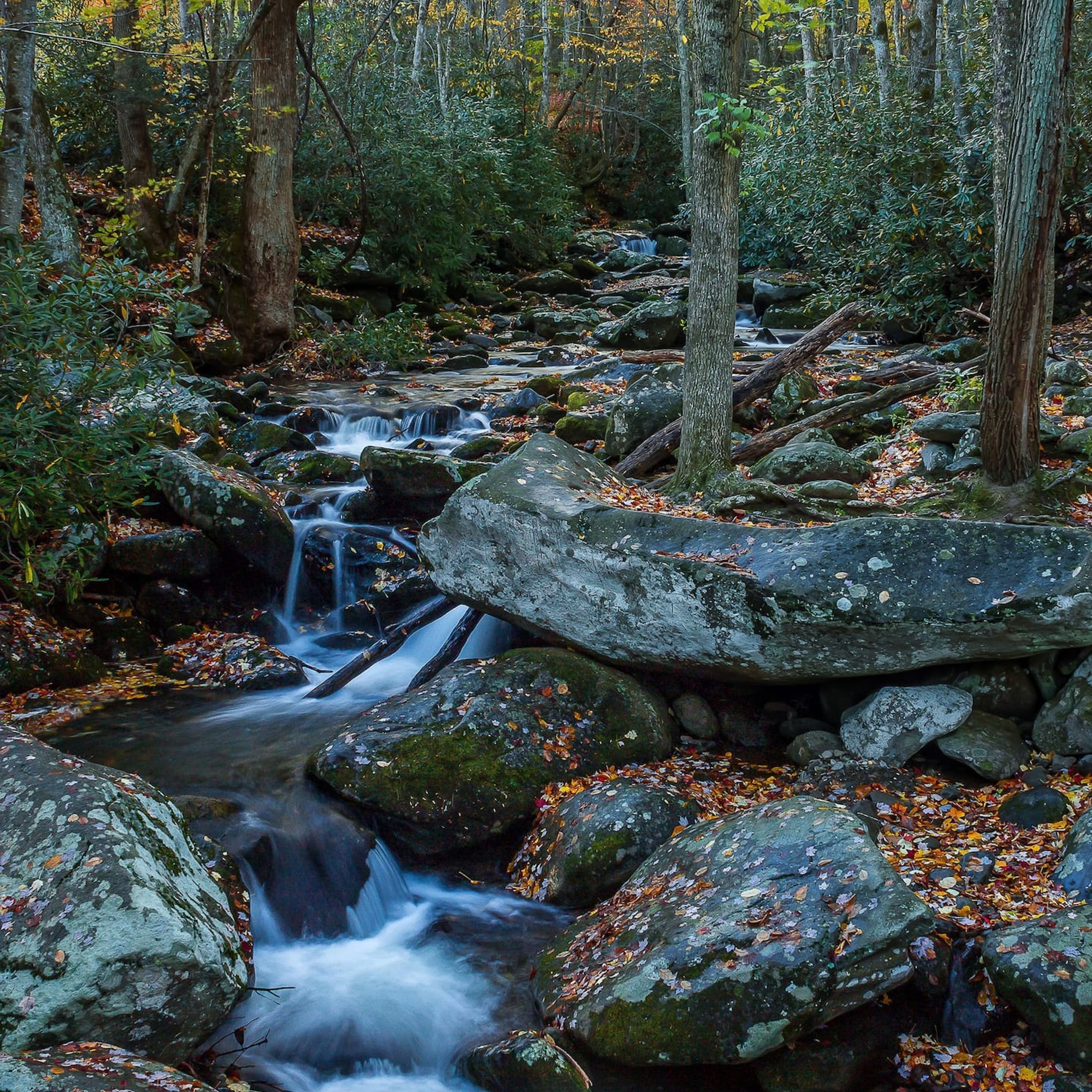 A forest stream with rocks and trees.