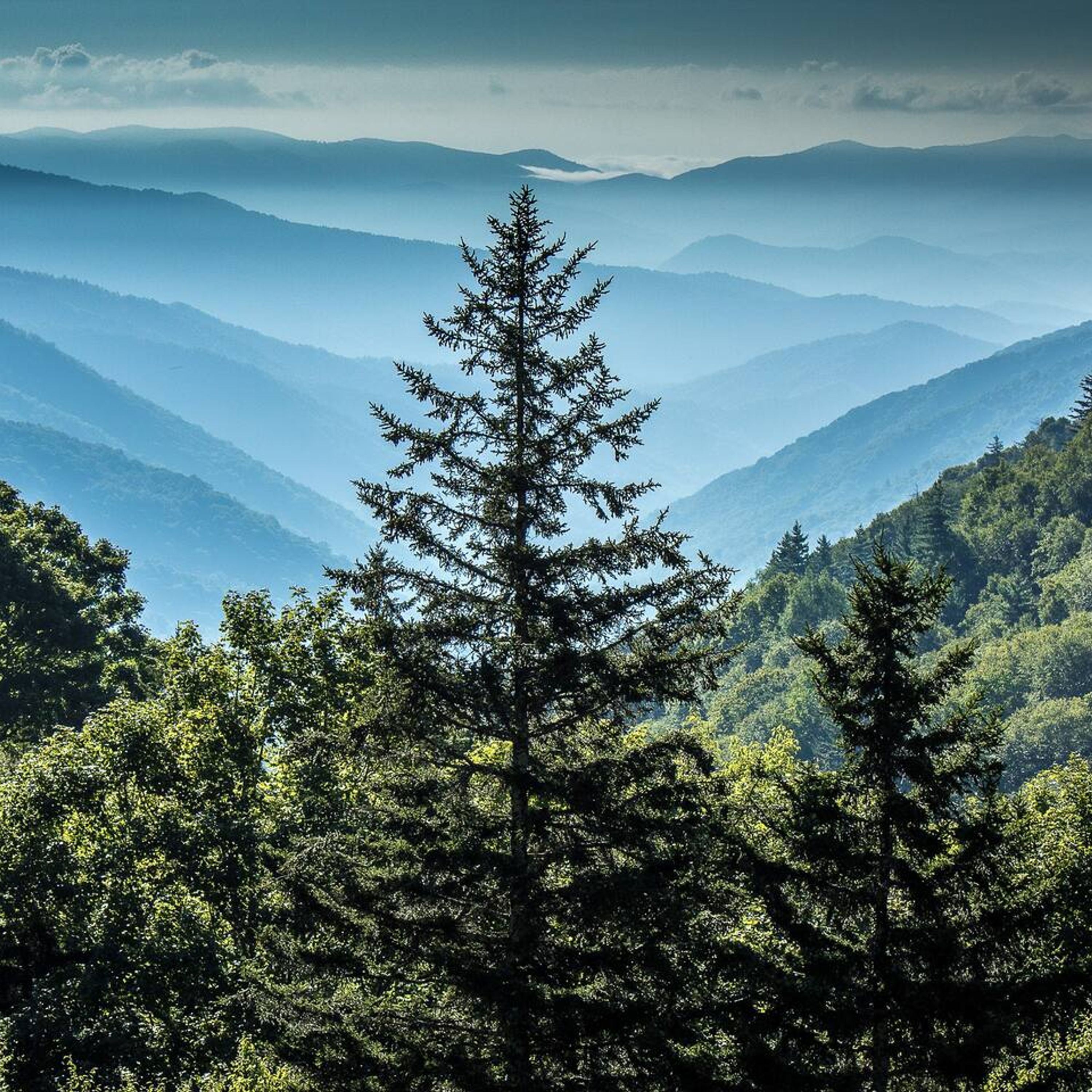 Eine Berglandschaft mit einem markanten immergrünen Baum im Vordergrund, umgeben von dichtem Wald und terrassenförmig angeordneten Bergreihen im Hintergrund.