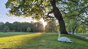 Een park met een grote boom en een witte zwaan die op het gras rust.