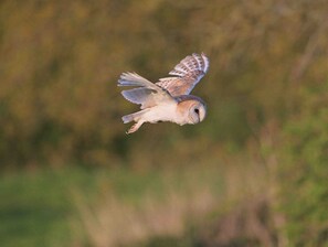 Miscellaneous - Barn Owl Tent in Meadow (Chackmore)