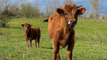 Un campo cubierto de hierba con dos vacas.