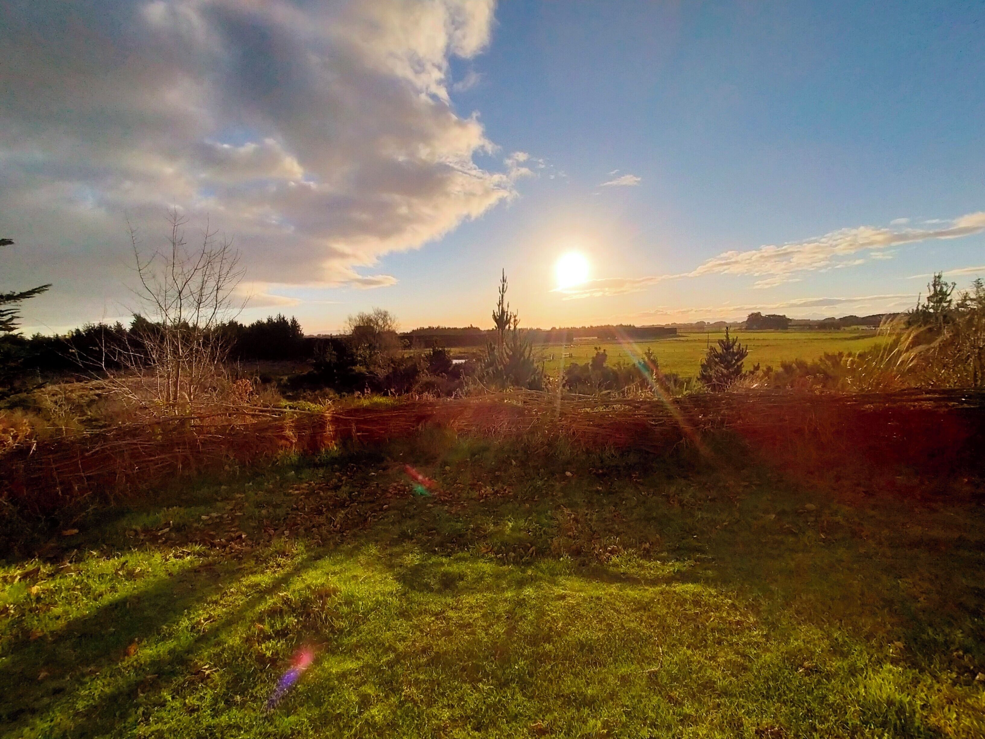 A rural landscape with a field, trees, and a clear sky with the sun setting or rising.