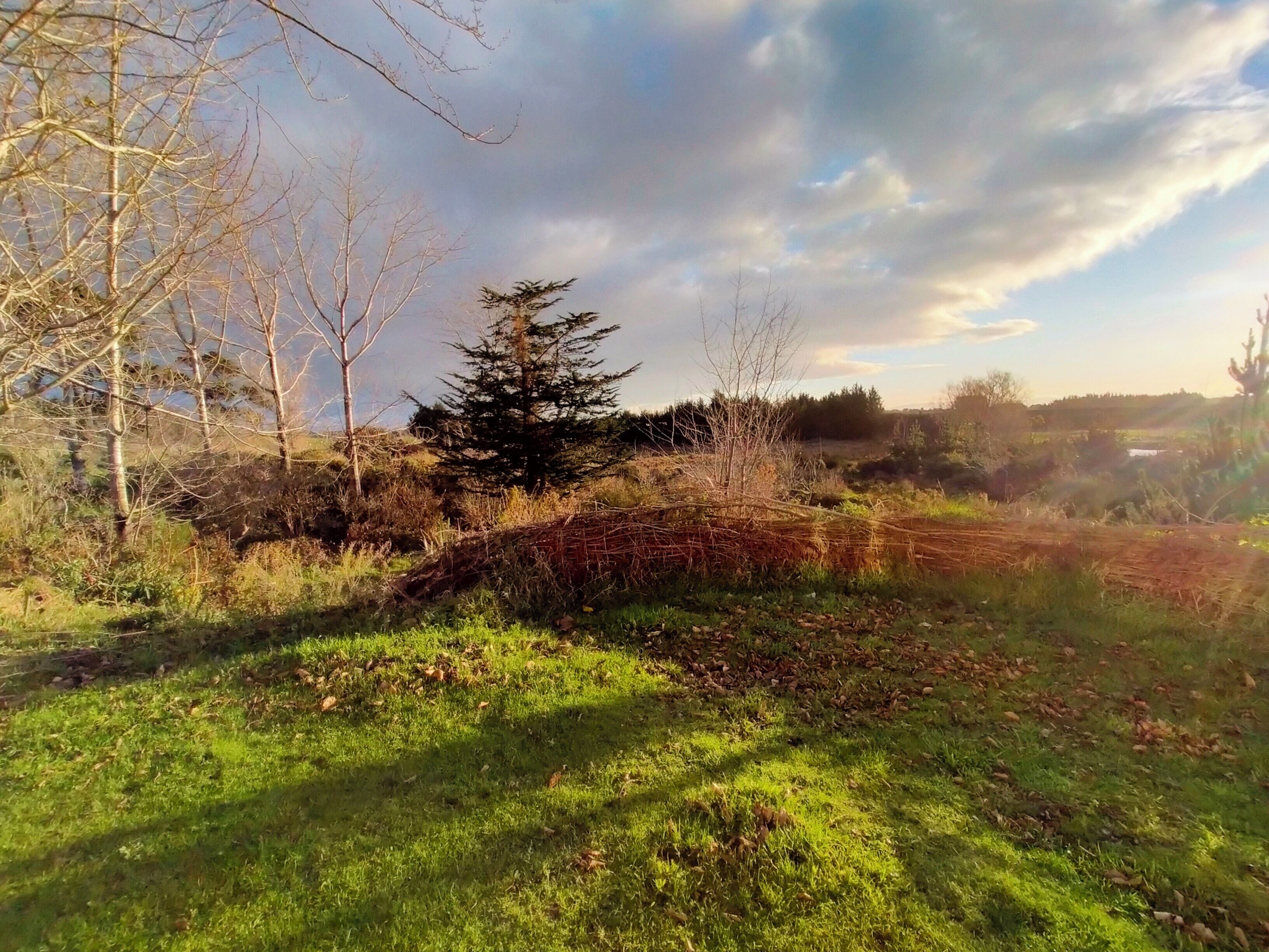 A natural landscape with a grassy area, trees, and a clear sky.