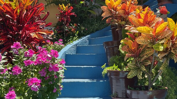 花園景