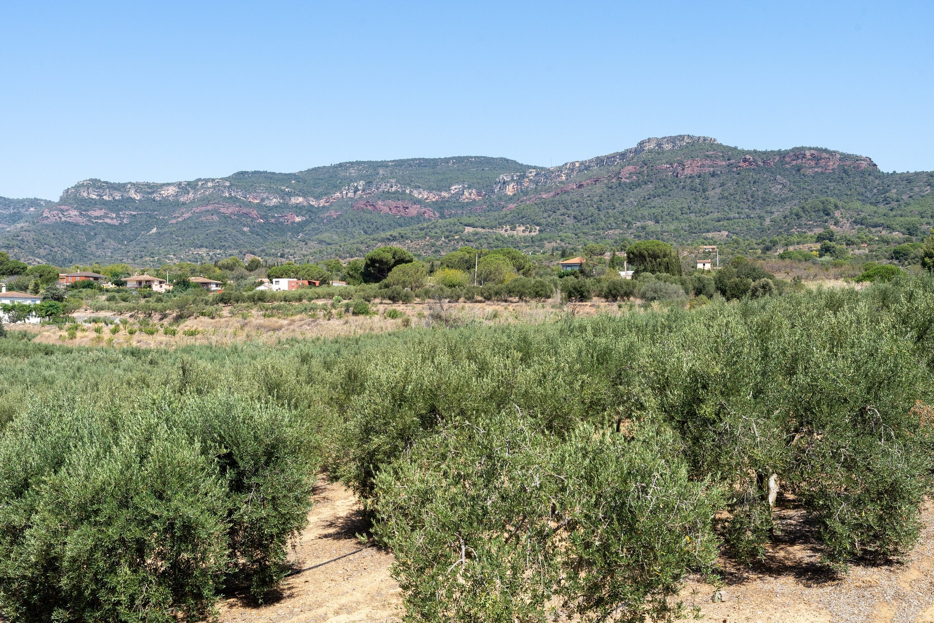 Vinhedo com fileiras de oliveiras, uma montanha ao fundo e alguns edifícios.