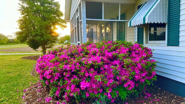 Ein Haus mit überdachter Veranda, einem großen Baum und leuchtend rosa Blüten im Vorgarten.