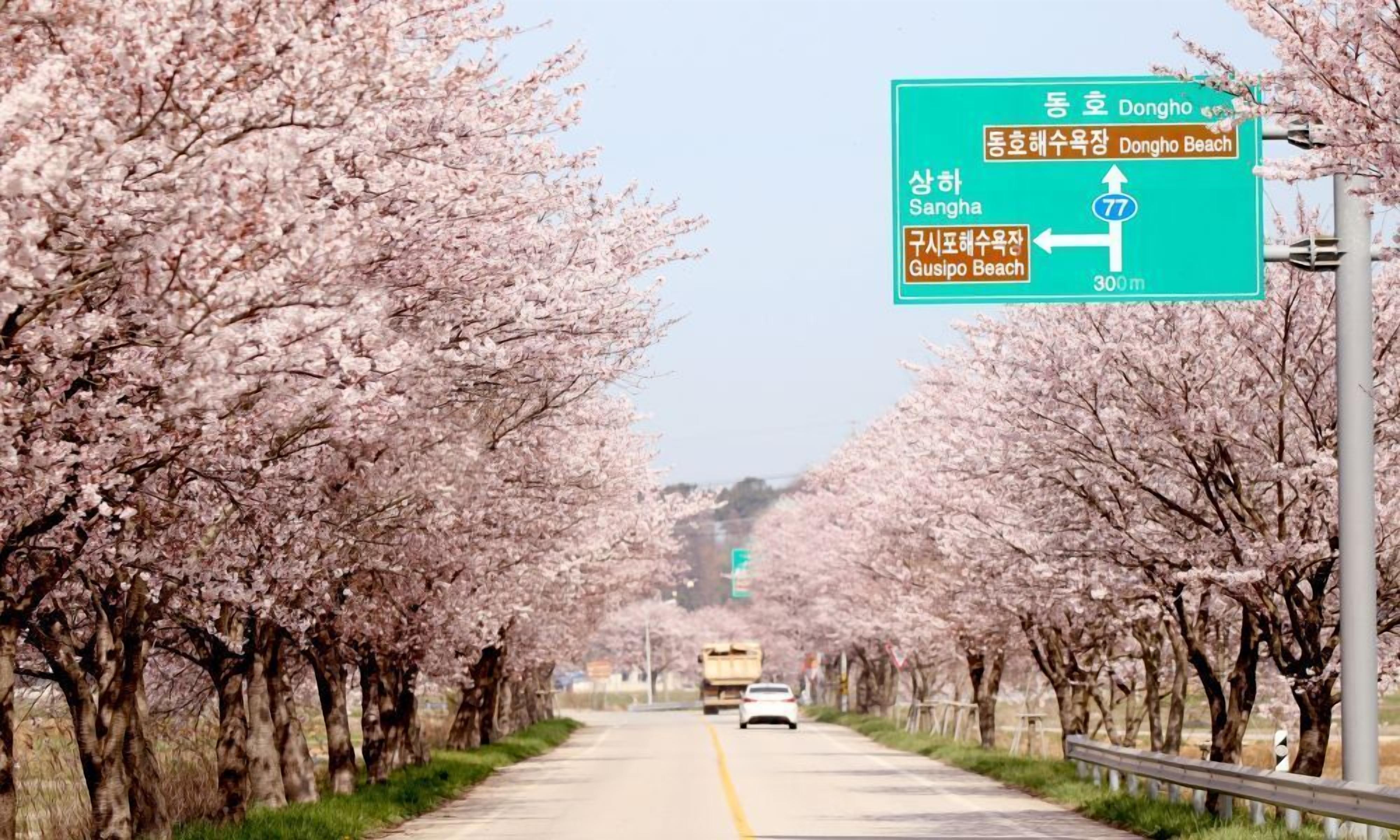 Una carretera bordeada de cerezos en flor, una señal de indicaciones y un camión a lo lejos.