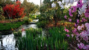 A serene garden with a small stream, lush greenery, and vibrant flowers. - Sojourn Beach Suite 2 BR 2 BA at Beach Cottages (Norfolk)
