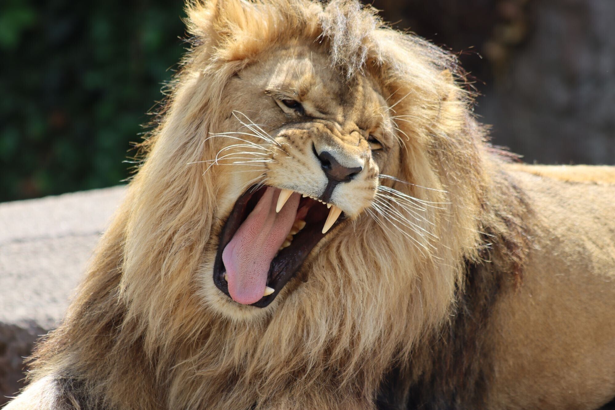 A lion with an open mouth, displaying its teeth.