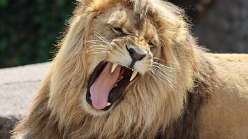 A lion with an open mouth, displaying its teeth.