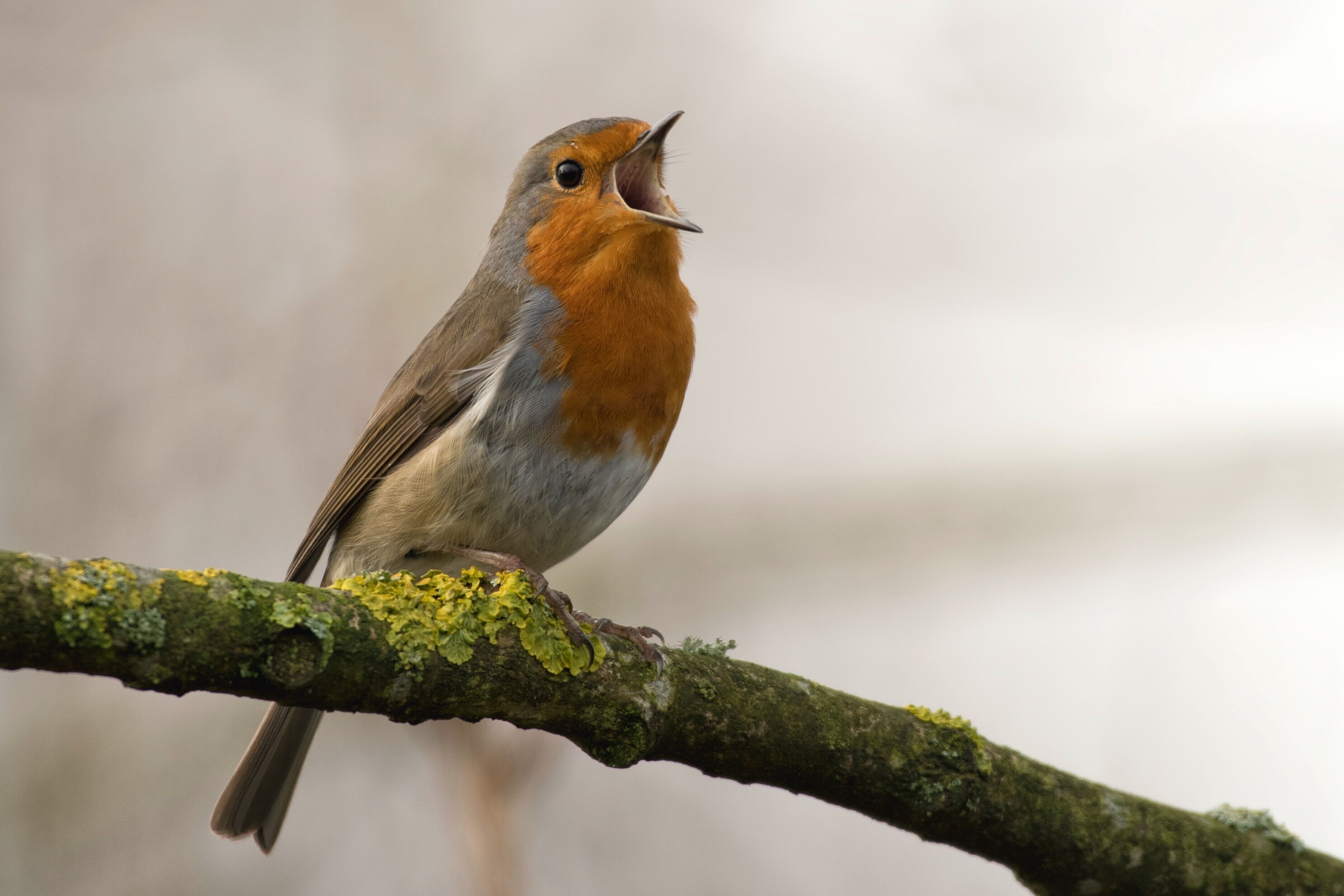 A bird perched on a branch.
