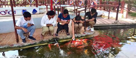 Un grupo de personas junto a un estanque con peces koi, algunas sentadas en taburetes y otras de pie.