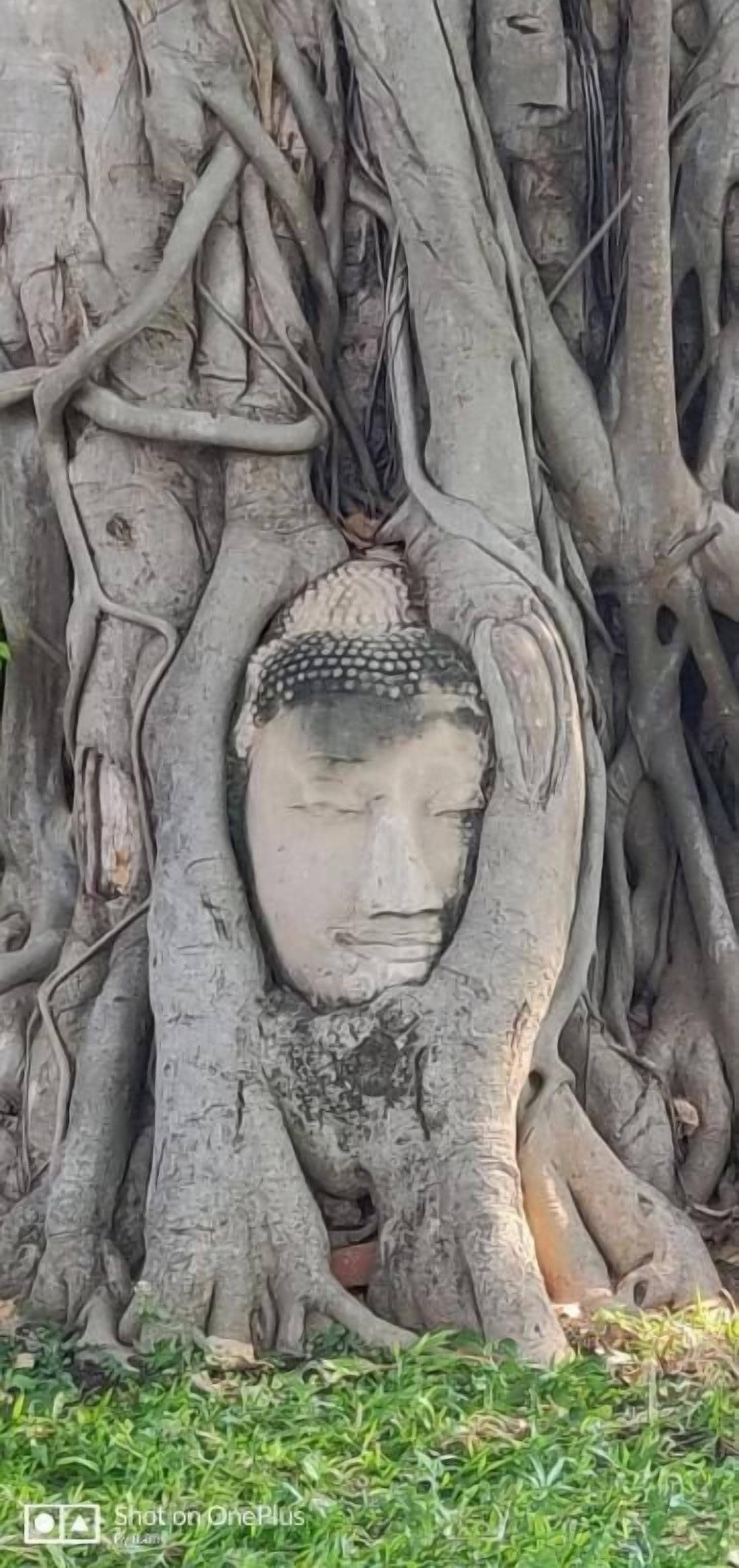 A Buddha statue partially covered by tree roots.
