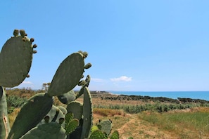 A landscape with large cacti and a distant view of the sea.