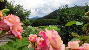 A garden with blooming pink and peach roses, a wooden fence, and a backdrop of green trees and a mountain. - Vacation apartment Belchenblick  (Staufen im Breisgau)