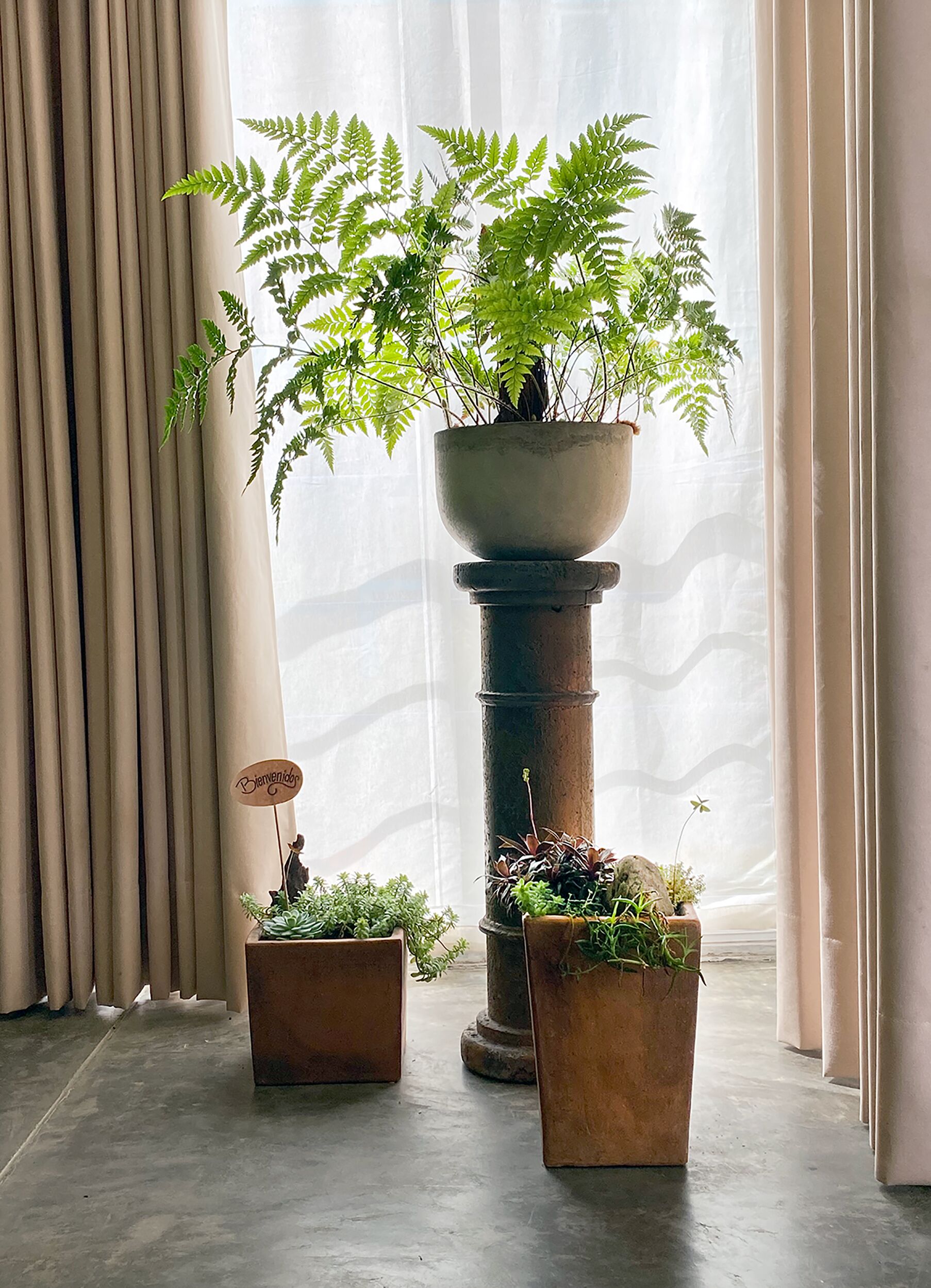 Una habitación con un ventanal grande, un helecho en maceta y una planta pequeña sobre un pedestal.